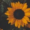 zainabramadan15